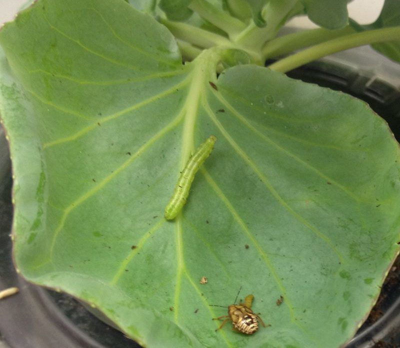 0720N-Ladybugs-2.jpg